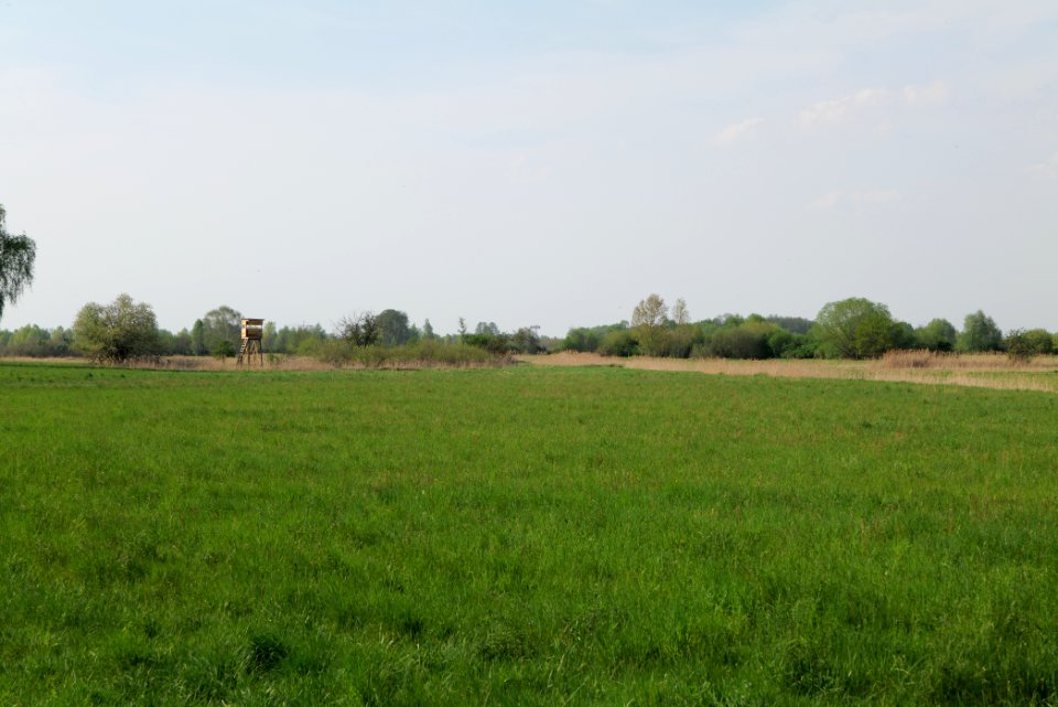 Flutgrabenaue Waltersdorf 2021-05-11 03