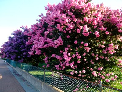 Flowering bushes in Wildwood New Jersey early August