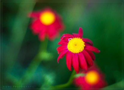 Flower Power (158184285)