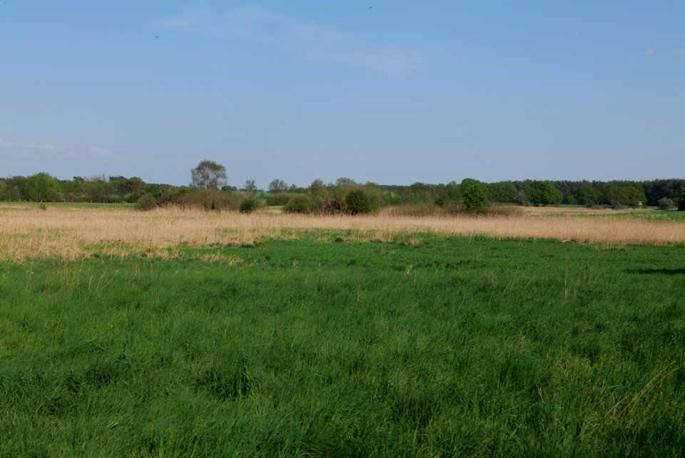 Flutgrabenaue Waltersdorf 2021-05-11 37