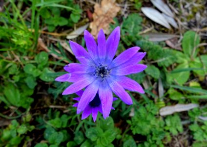 Flower - Villa Adriana - Tivoli, Italy - DSC03775