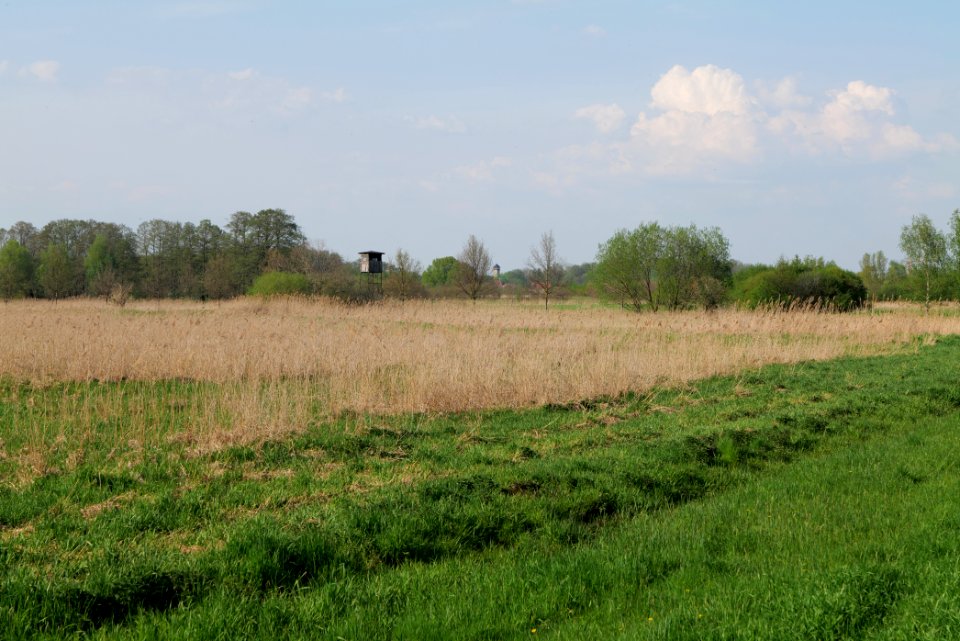 Flutgrabenaue Waltersdorf 2021-05-11 27