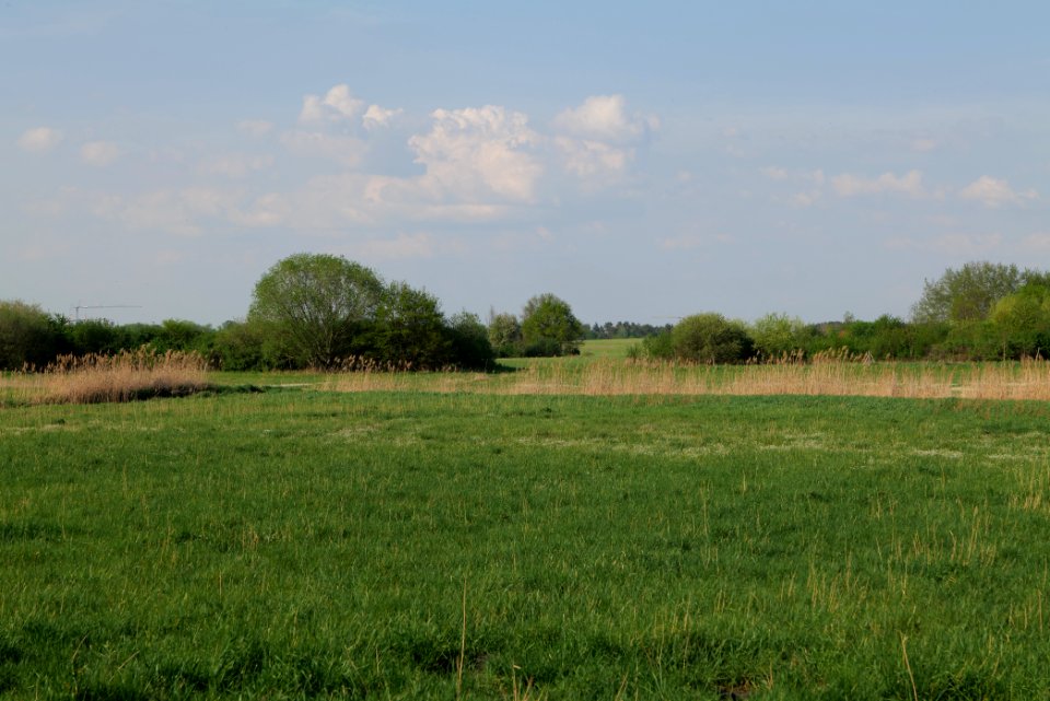 Flutgrabenaue Waltersdorf 2021-05-11 13