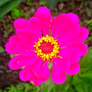 Flower - Arlington, MA - 02