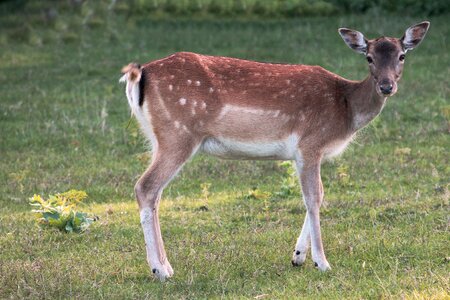 Nature scheu animal