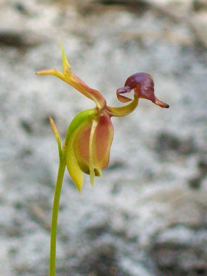 Flying Duck Orchid Sir Topham Hat Track