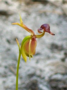 Flying Duck Orchid Sir Topham Hat Track