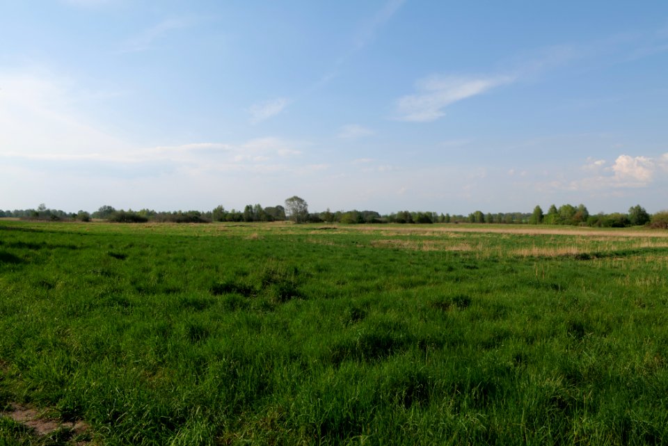 Flutgrabenaue Waltersdorf 2021-05-11 16