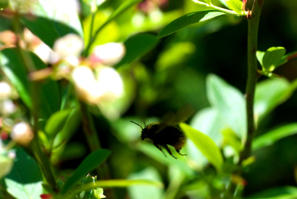 Flying Bumblebee