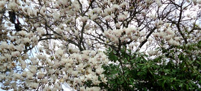 Flowering tree next to green bush