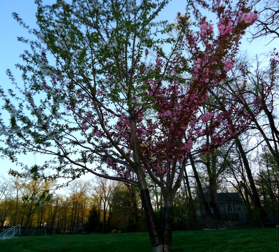 Flowering tree branch white branch purple