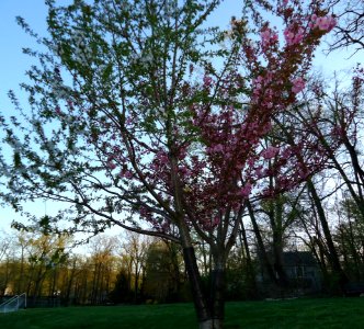 Flowering tree branch white branch purple