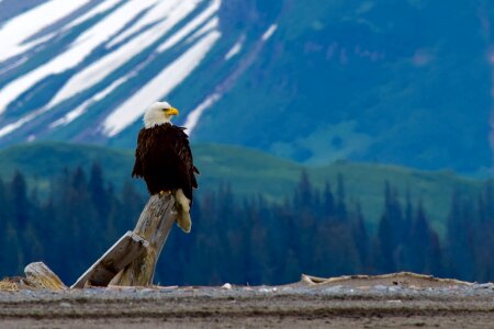 Bird nature wild