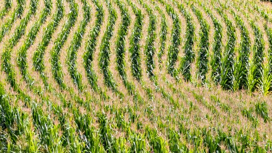 Cornfield lines arches