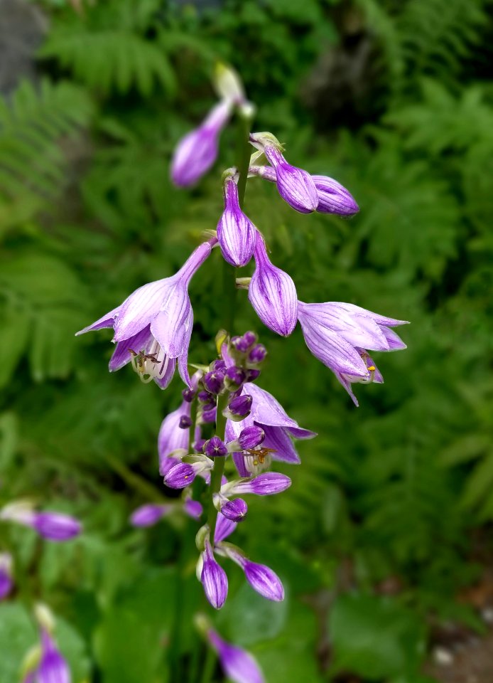 Flower - Arlington, MA - 05