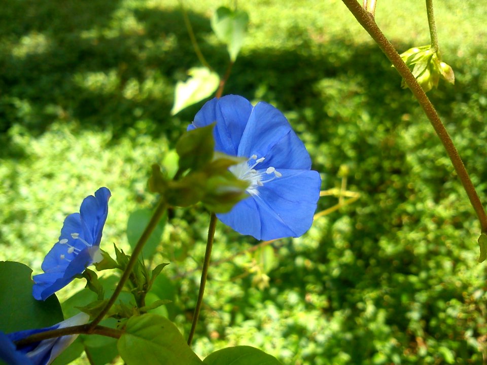 Flower @ Cubbon Park -6