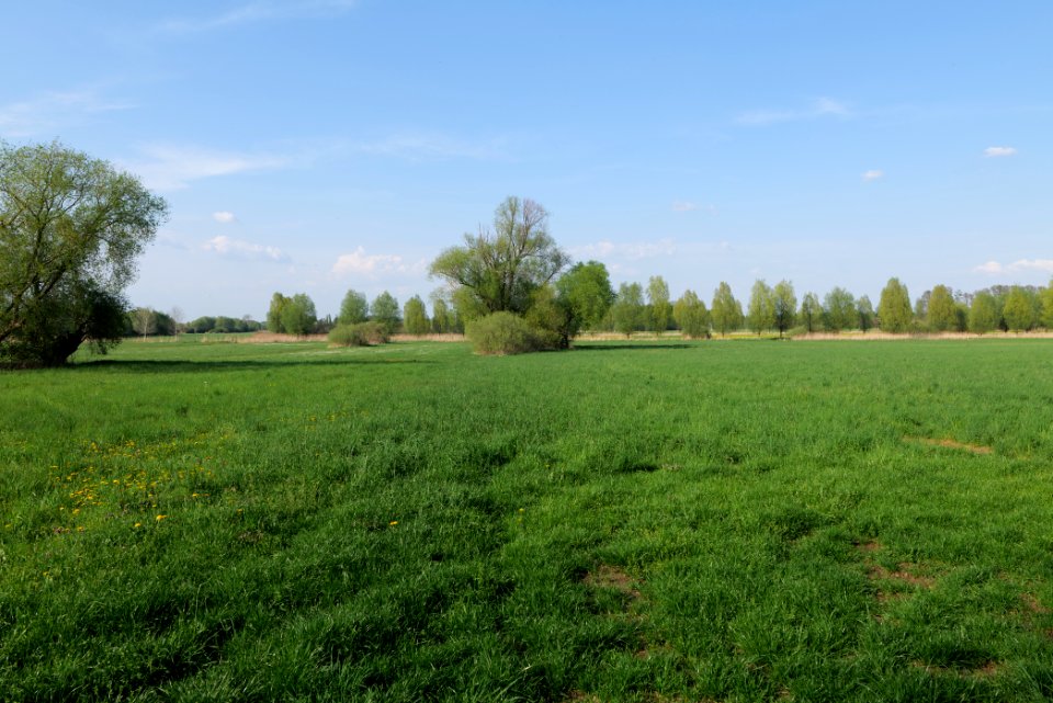 Flutgrabenaue Waltersdorf 2021-05-11 46