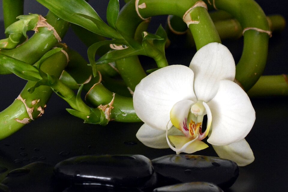 Luck bamboo orchid orchid flower