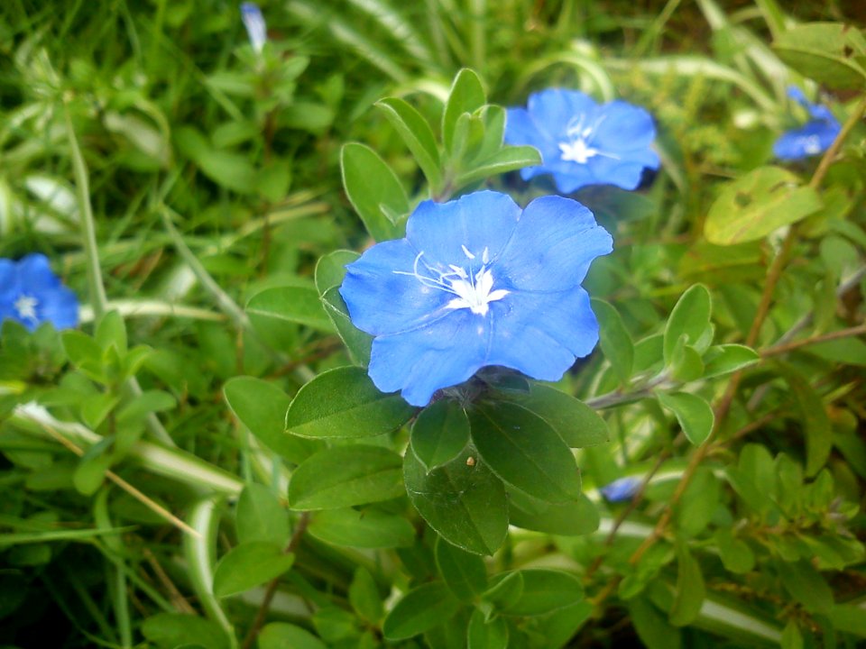Flower2@TGPH&S,Thumkoor-2