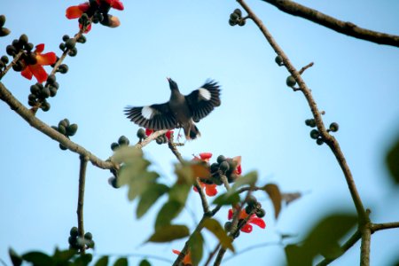 Flying Myna (247718069)