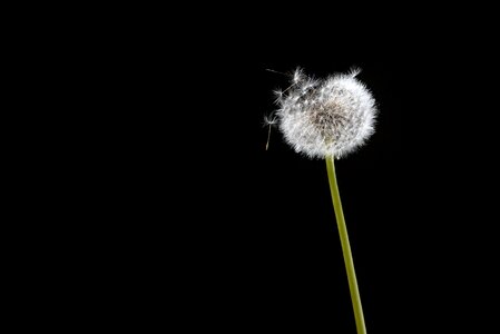 Dandelion wind black and white