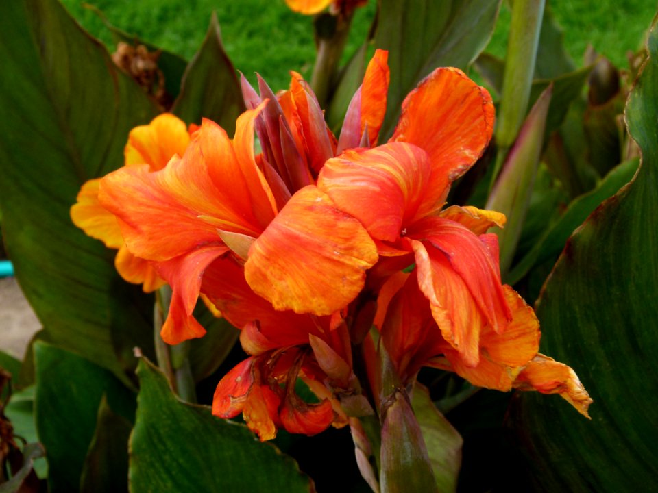 Flower yellow and red 2