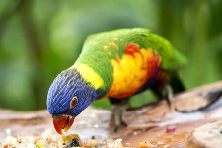 Nature color tropical
