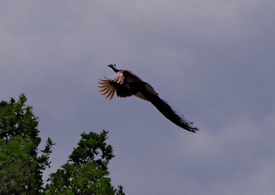 Flying pavo cristatus