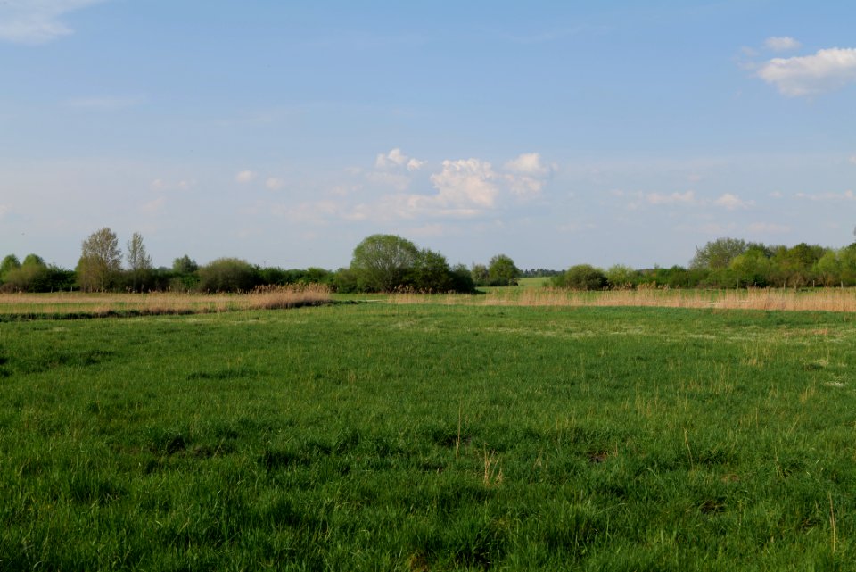 Flutgrabenaue Waltersdorf 2021-05-11 14