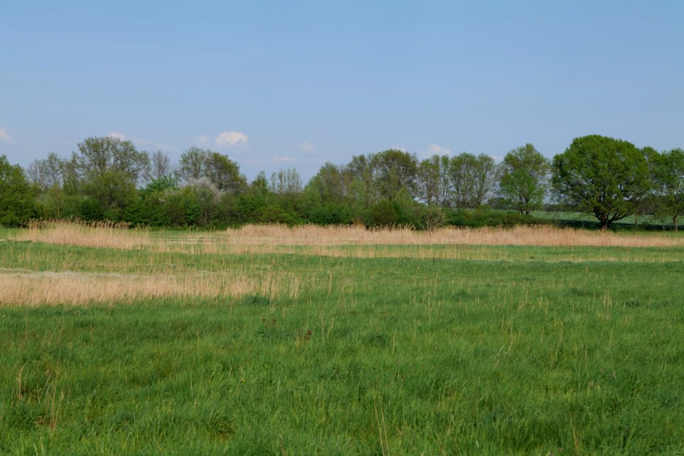 Flutgrabenaue Waltersdorf 2021-05-11 21