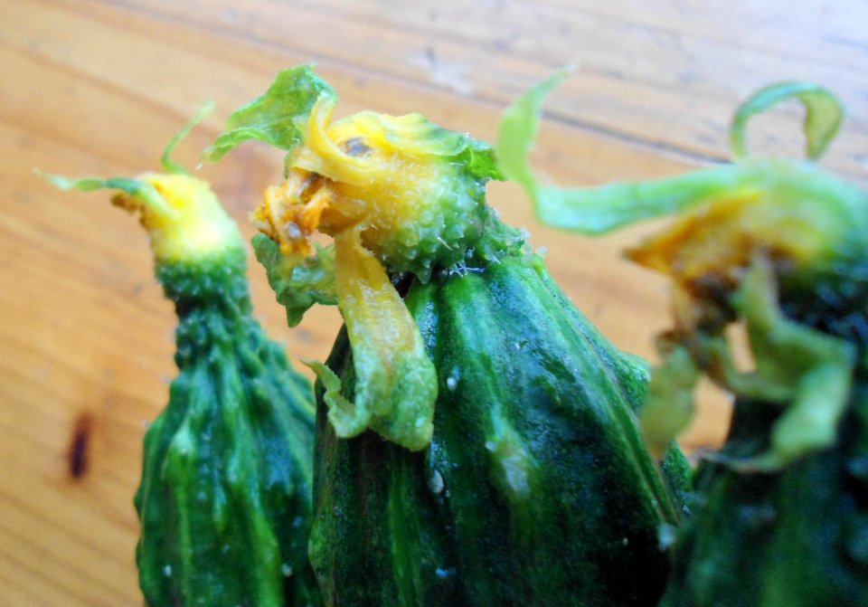 Flowers on cucumbers in Hainan, China - 03
