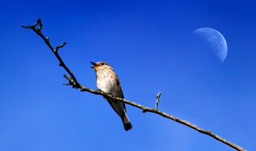 Flycatcher (49558624) photo