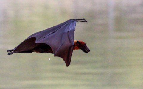 Flying Indian fox