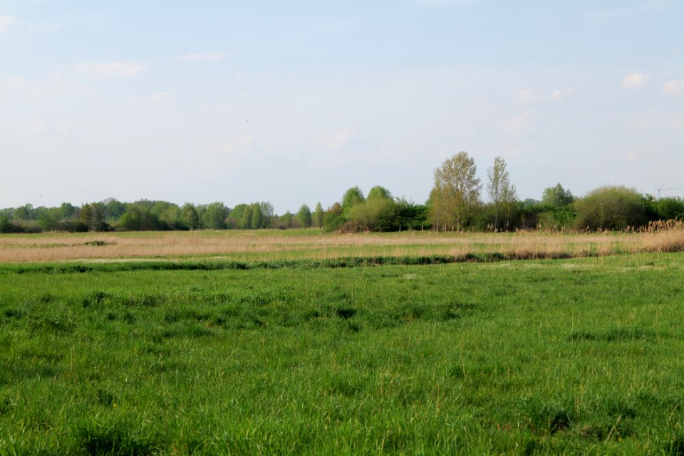 Flutgrabenaue Waltersdorf 2021-05-11 12