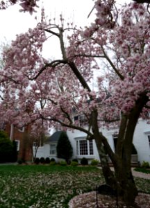 Flowering tree Summit NJ April