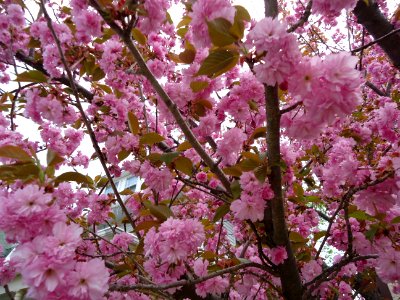 Flowering tree pink colors and branches in New Jersey