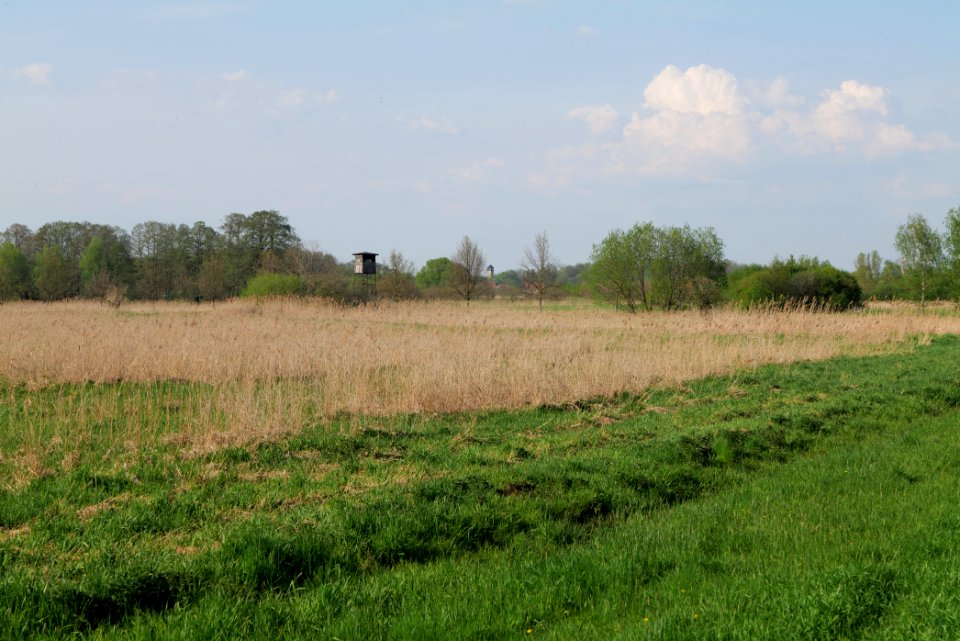 Flutgrabenaue Waltersdorf 2021-05-11 28