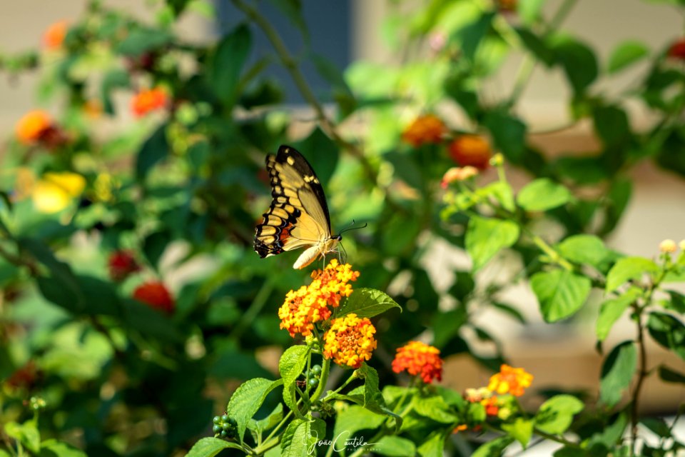 Fly To Every Flower (220953627)