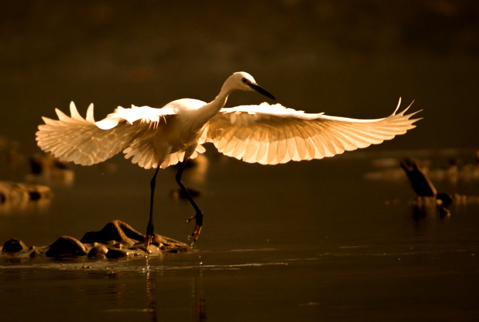 Flying egret during sunrise