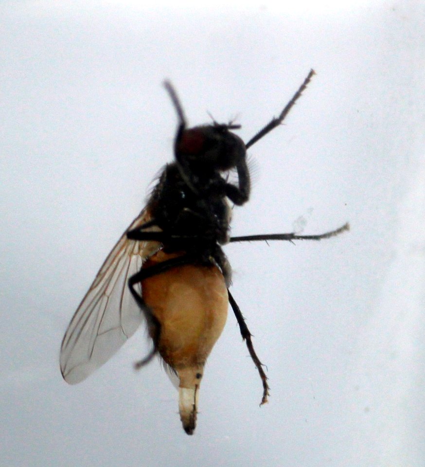 Fly with appendix (01)