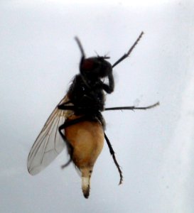 Fly with appendix (01)