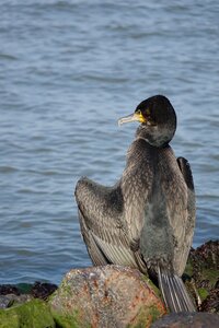 Cormorant bird coast