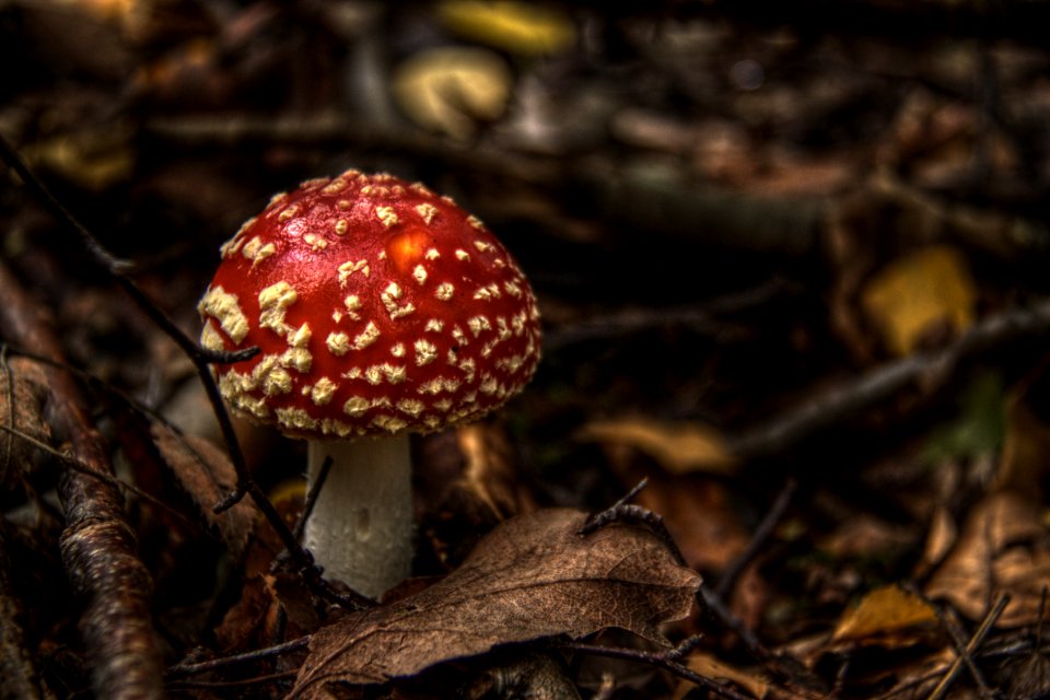 Fliegenpilz Eifel HDR