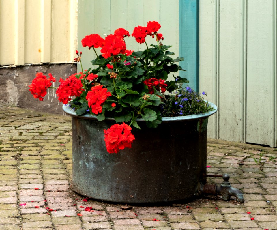 Flowerpot at Gamla Strandgatan 25, Gamlestan, Lysekil