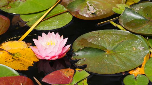 Lotus flower lake photo