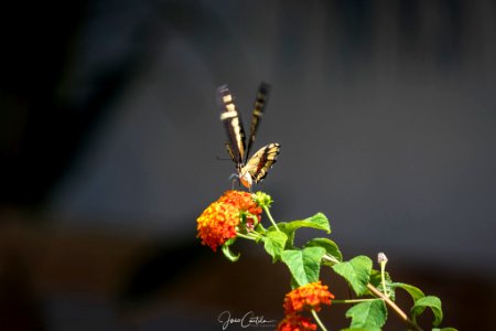 Fly To Every Flower (220953545) photo