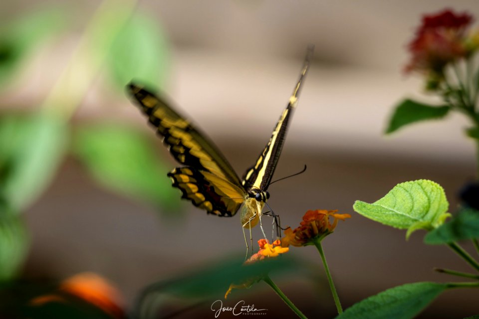 Fly To Every Flower (220953607)