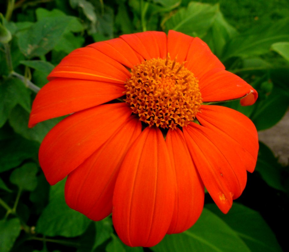 Flower vv6