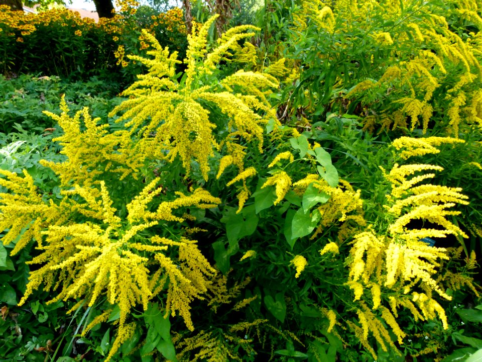 Fleurs jaunes en buisson