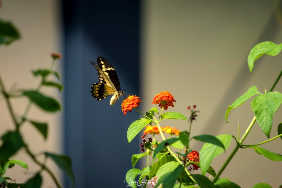 Fly To Every Flower (220953653)